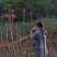 春芽
