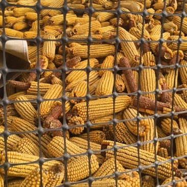 风干玉米粒
