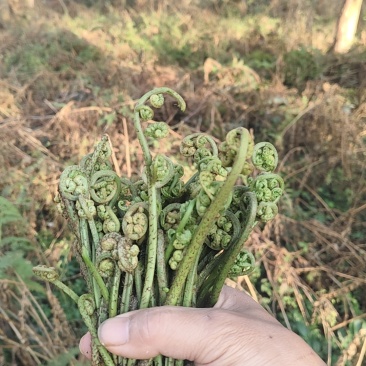 纯野生蕨菜