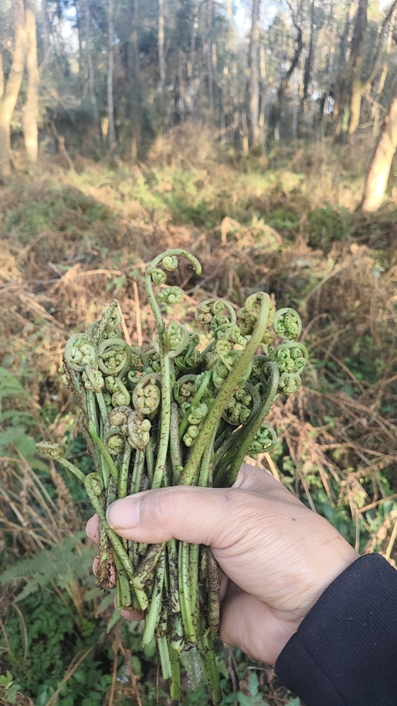纯野生蕨菜