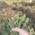纯野生蕨菜