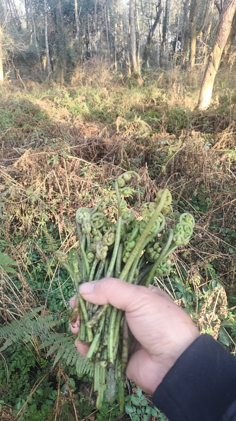 纯野生蕨菜