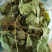秦岭野生淫羊藿三枝九叶草正品正宗小叶羊霍叶仙灵脾