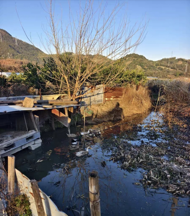 浙江临海沿江山沟本地老鸭，7年老鸭，*后10只