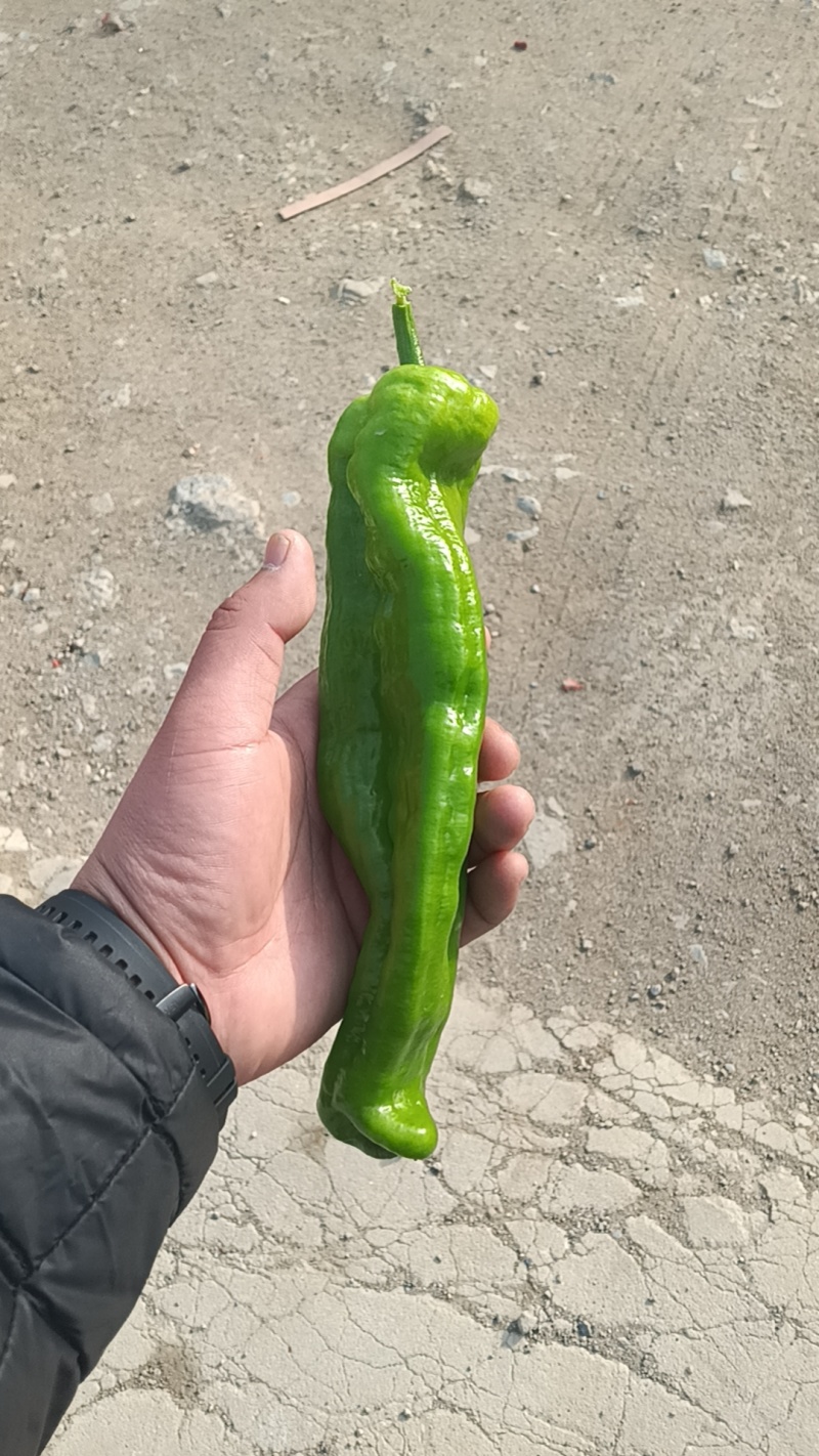 兰陵县301辣椒开始大量上市