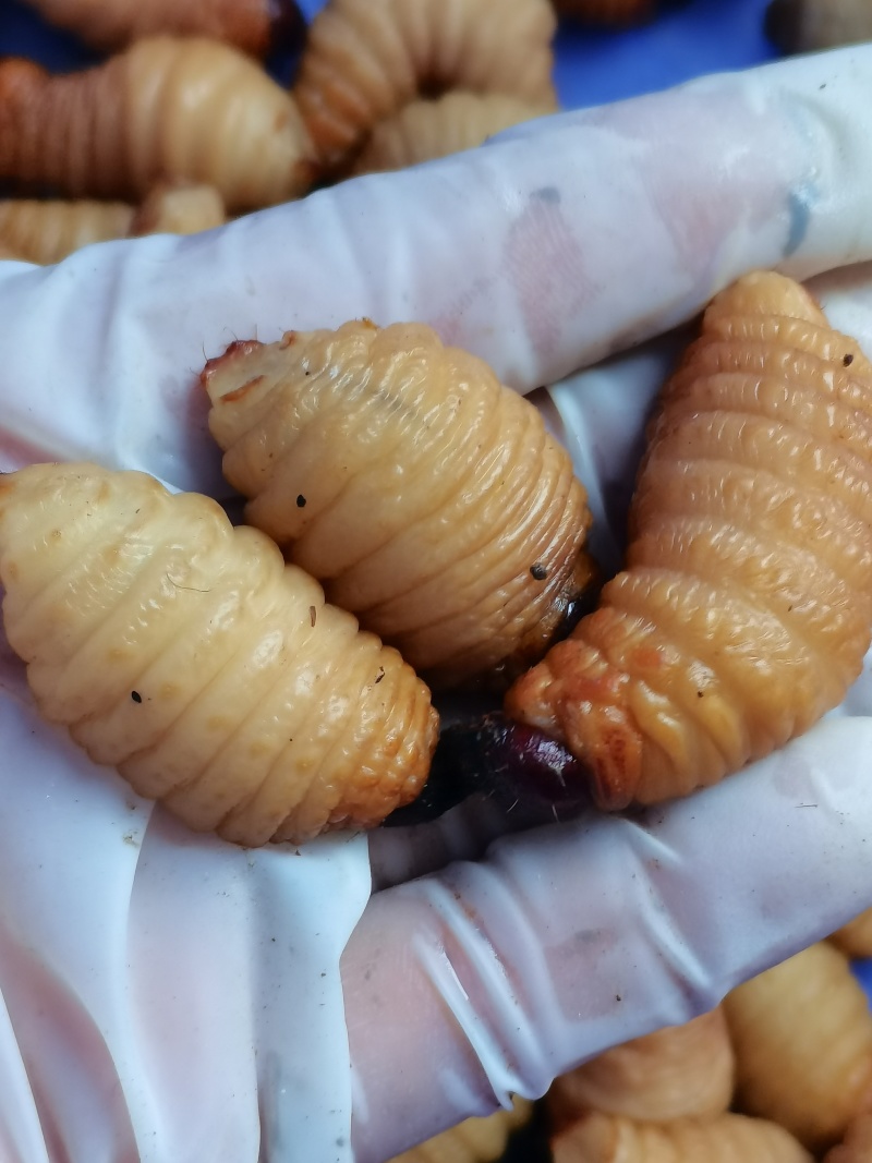 白白胖胖高蛋白笋虫