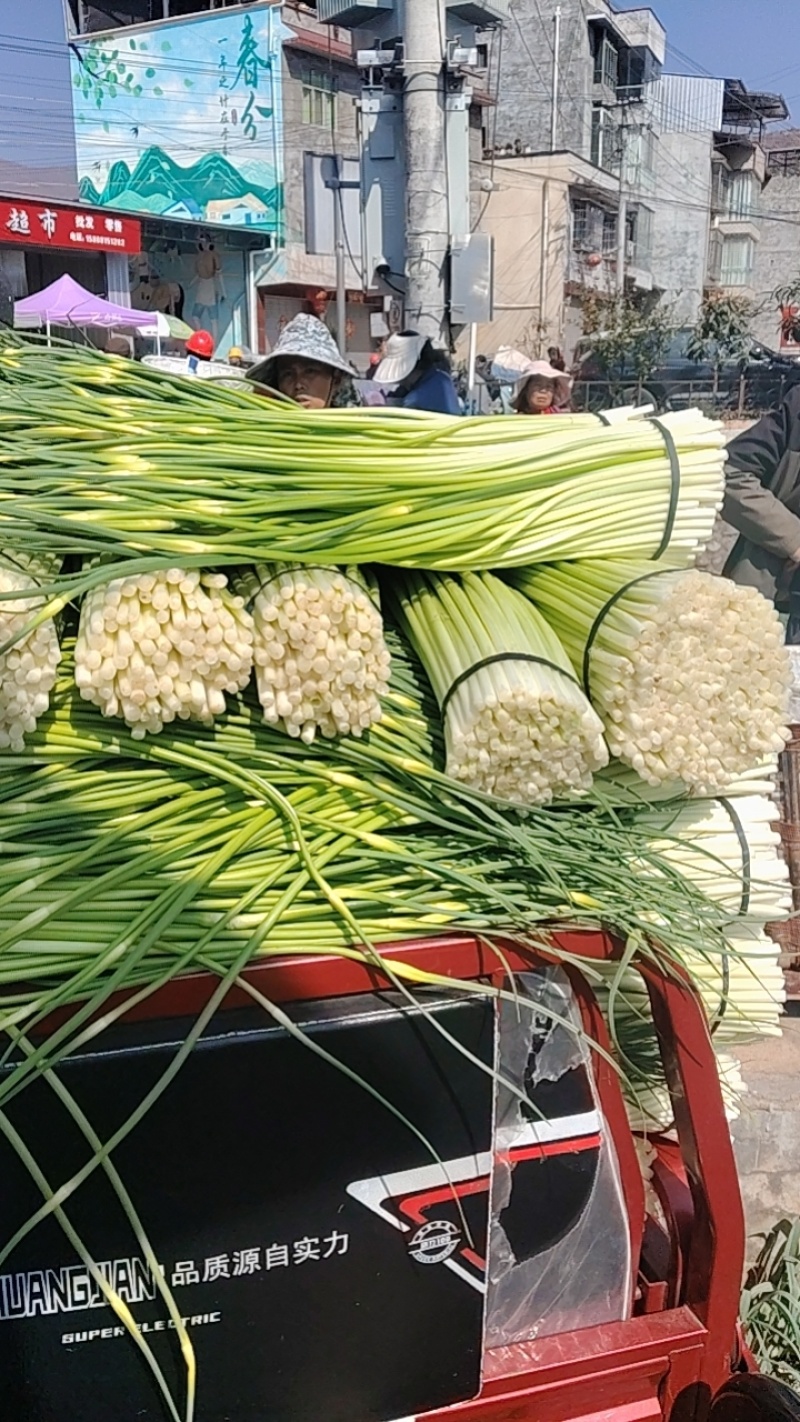 新鲜蒜苔