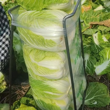 黄心白菜，产地直发，货源充足