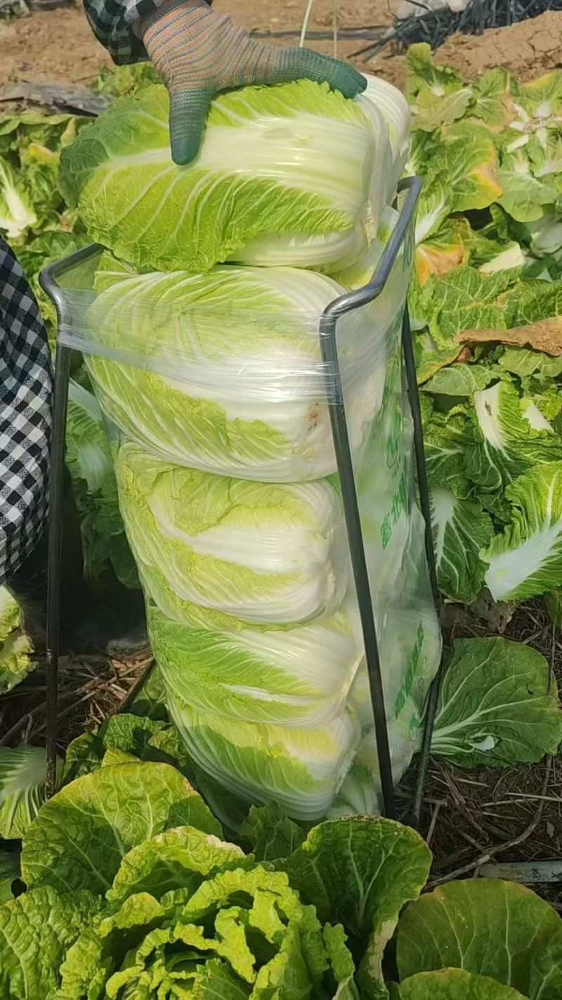 黄心白菜，产地直发，货源充足