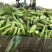海南水果玉米，初8到初9的货，***********