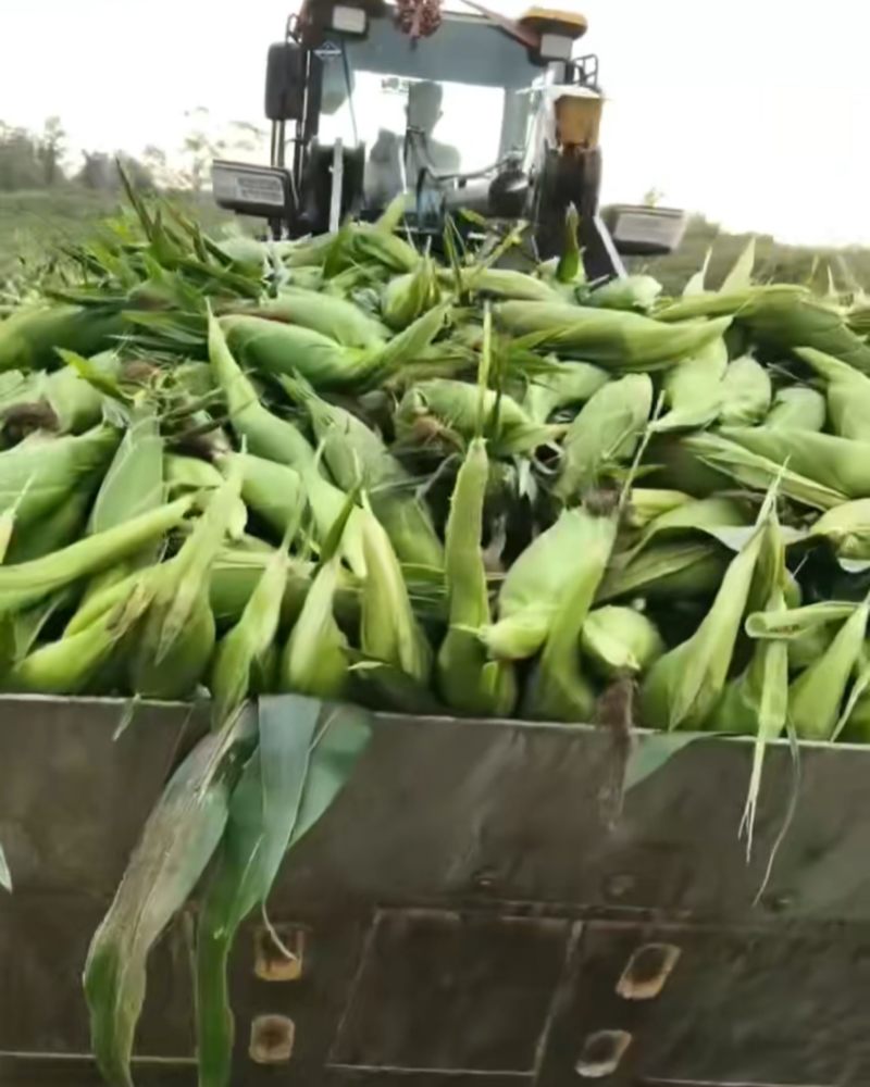 海南水果玉米，初8到初9的货，***********