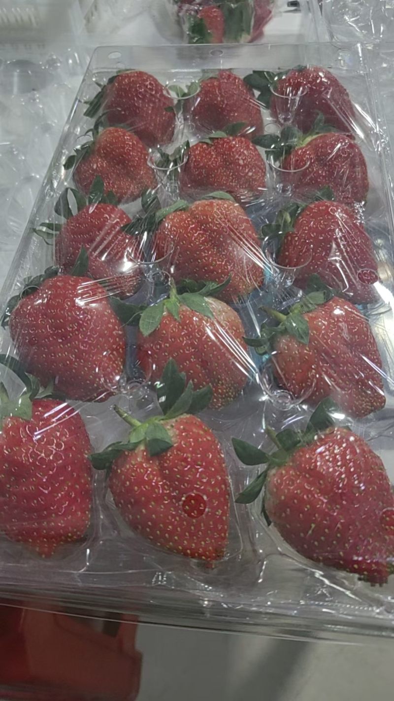 广州黄埔出口草莓，特价批，1000斤，也有盒装的都便宜出