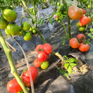 草莓水果番茄