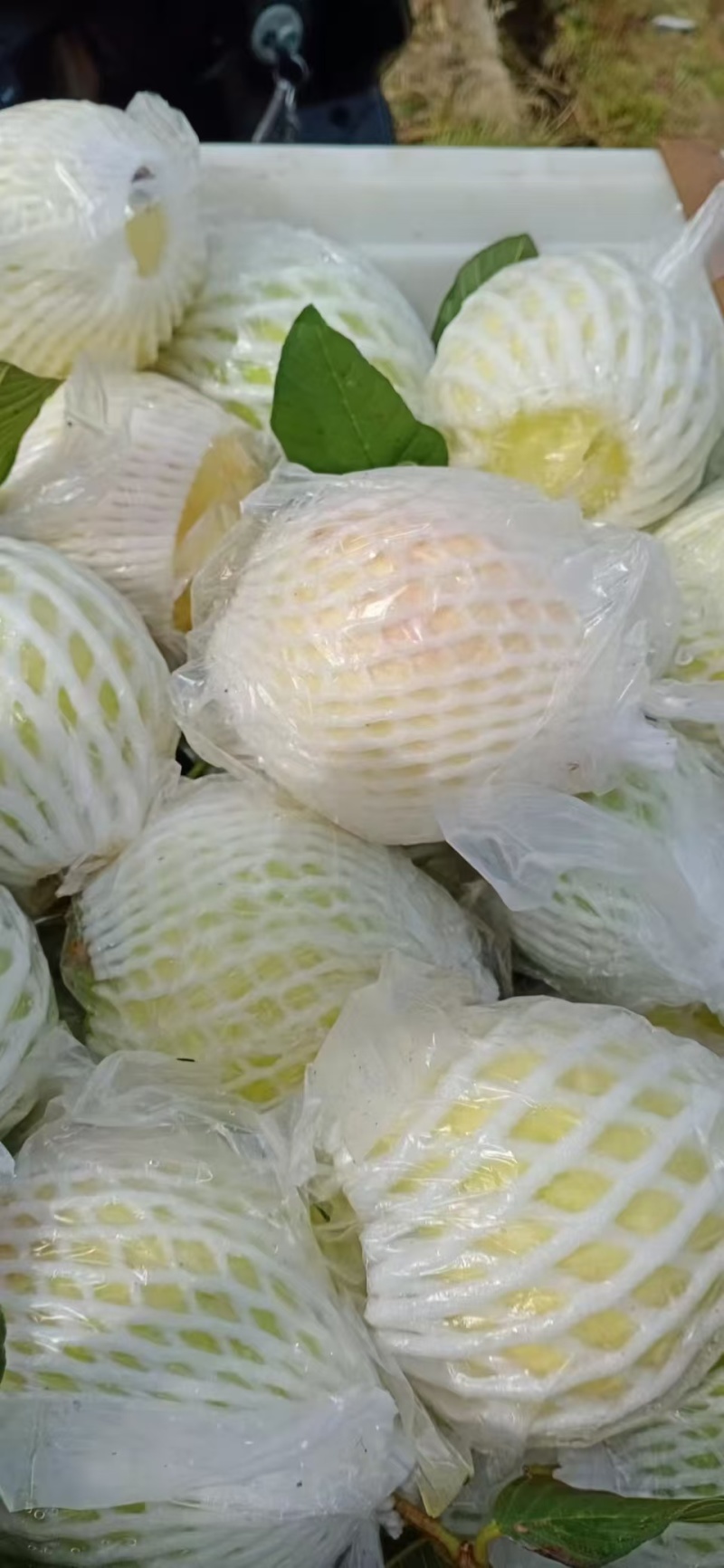 番石榴
