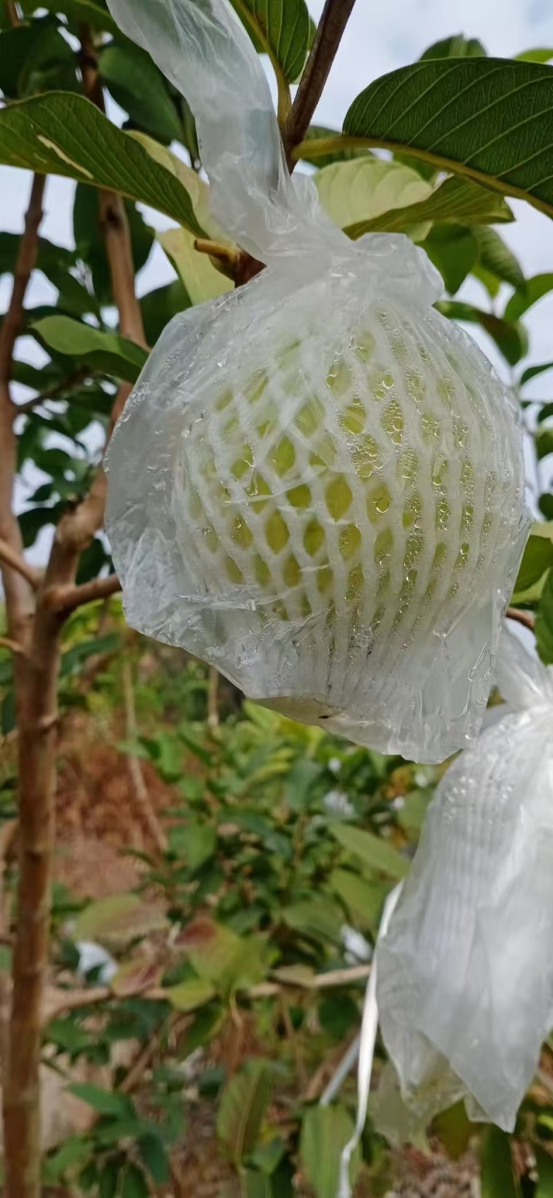 番石榴
