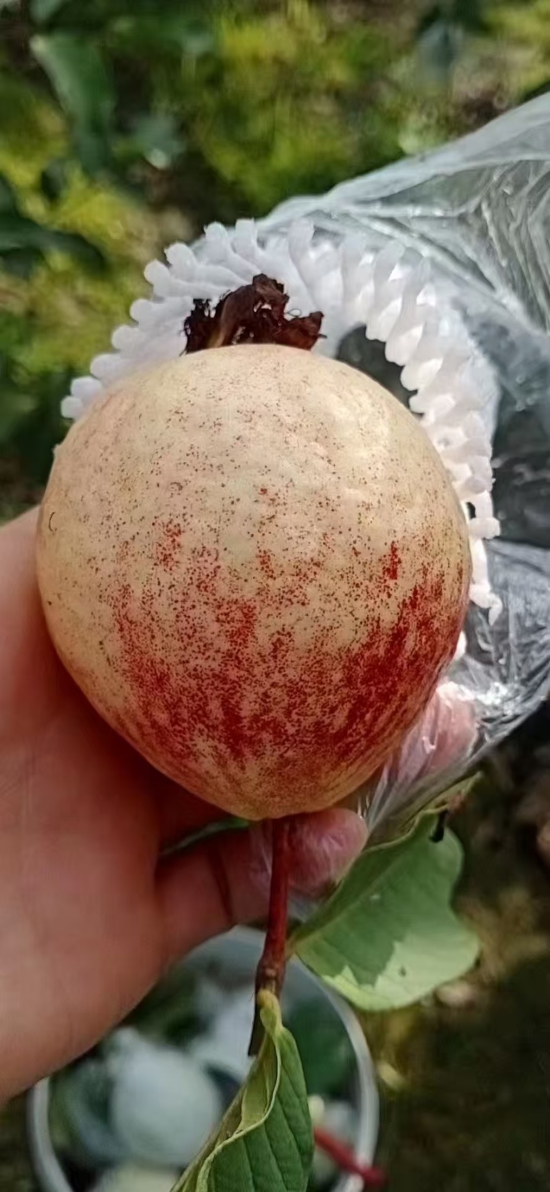 番石榴