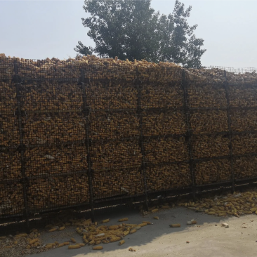 山东德州玉米