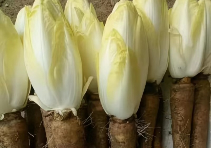 品质优越的金玉兰菜