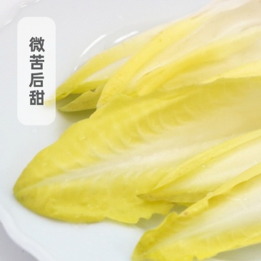 品质优越的金玉兰菜