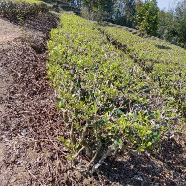 普洱茶叶