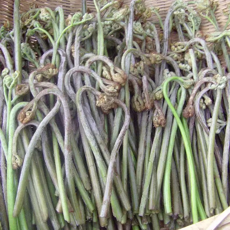 蕨菜需要联系