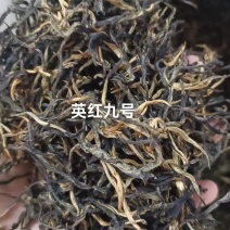 英红九号红茶