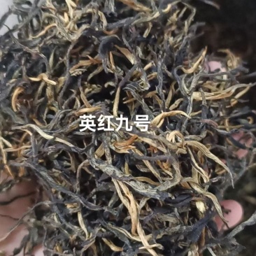 英红九号红茶