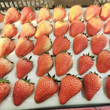 草莓