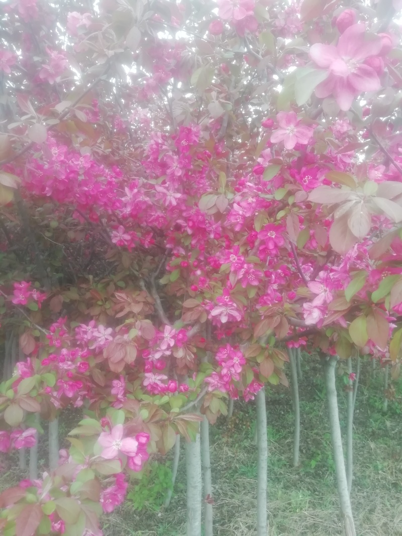 北美海堂，苗木