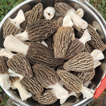 羊肚菌