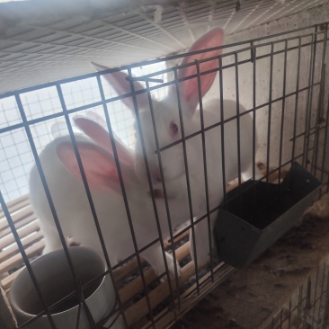 山东肉兔养殖