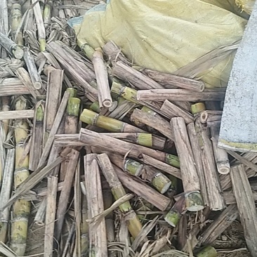 黄金甘蔗种茎