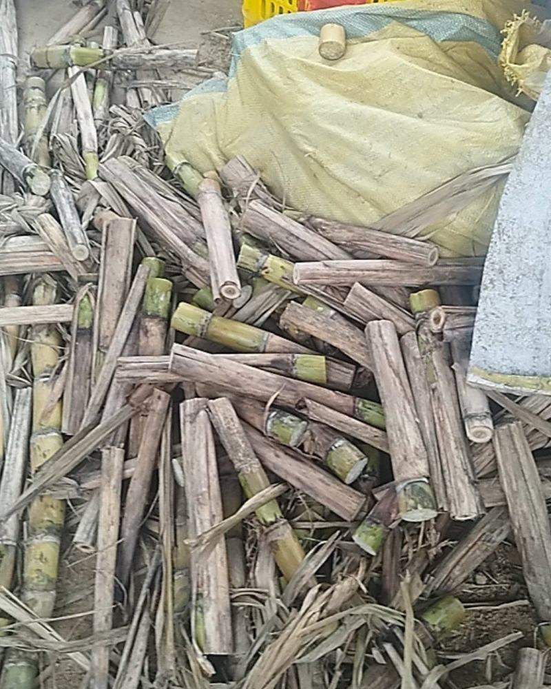 黄金甘蔗种茎