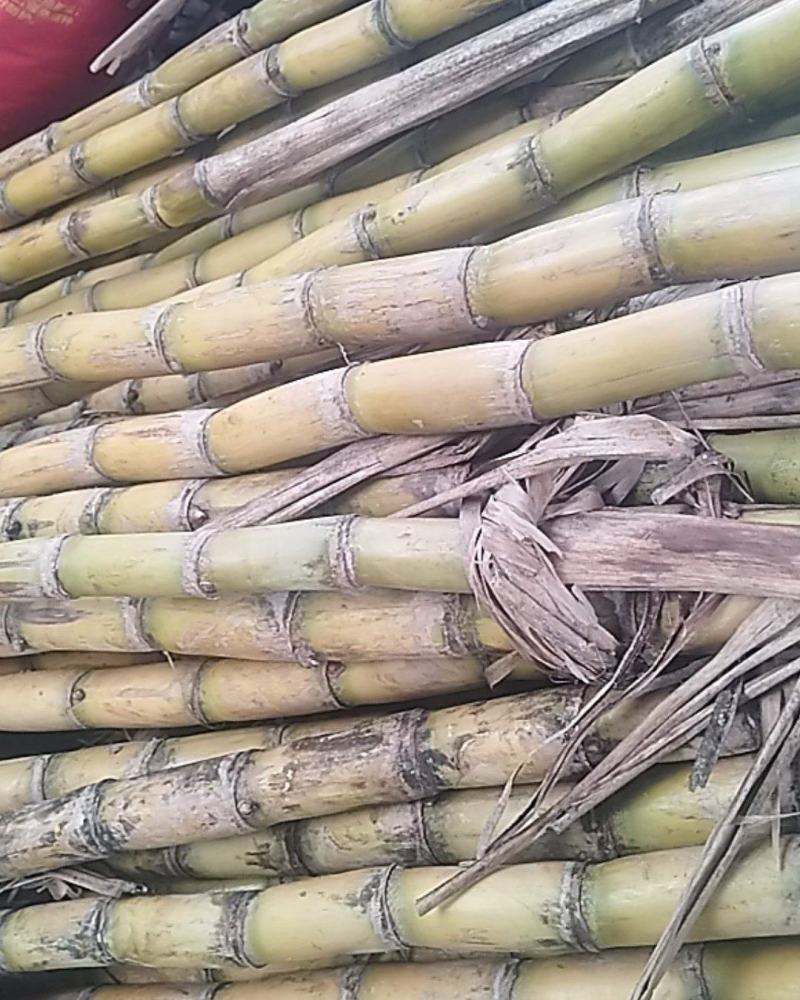 黄金甘蔗种茎
