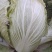 白菜