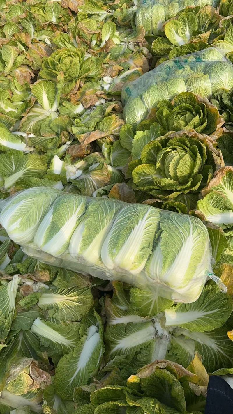 湖北黄心大白菜