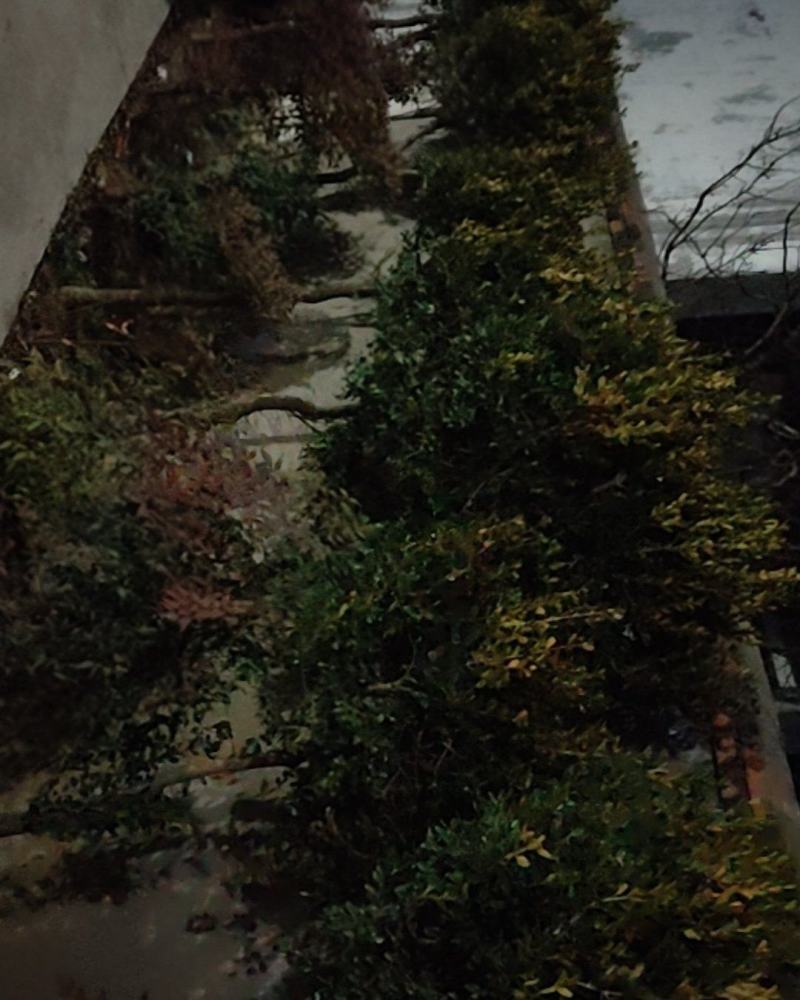 黄杨树，大棵黄杨树二十多年了，小棵黄杨树十多年，