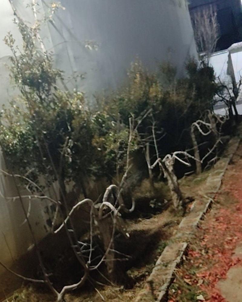 黄杨树，大棵黄杨树二十多年了，小棵黄杨树十多年，