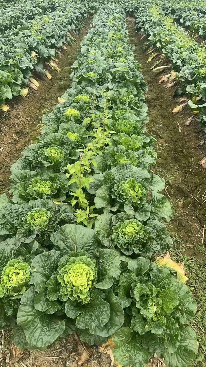 白菜全国可发