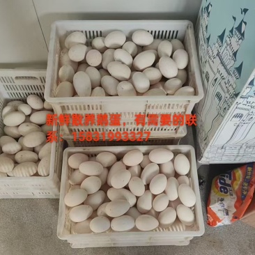 新鲜散养鹅蛋