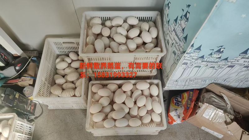 新鲜散养鹅蛋