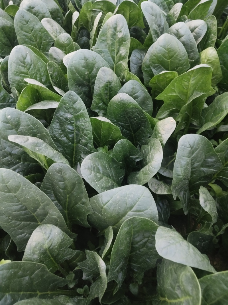 精品菠菜大量