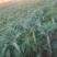 贡菜