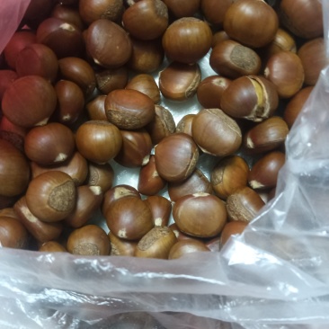 小板栗