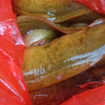 广东翁源县翁源县翁城镇墨岭，山泉山水塘角鱼，养两年以上，