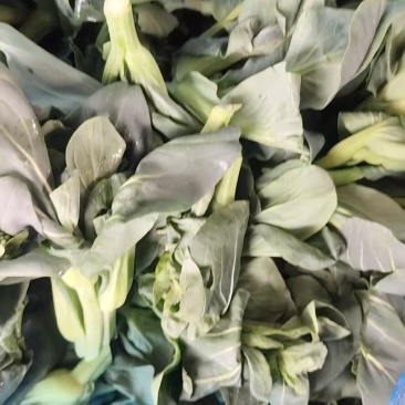 红苋菜和青菜苔，大白菜，西兰花🥦等品种
