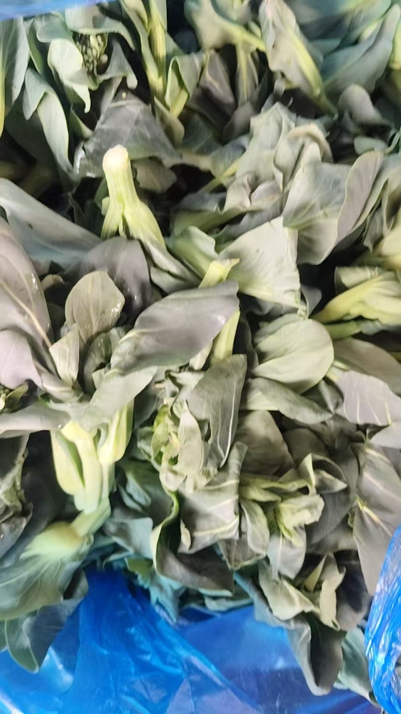 红苋菜和青菜苔，大白菜，西兰花🥦等品种