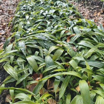 四川毛慈菇