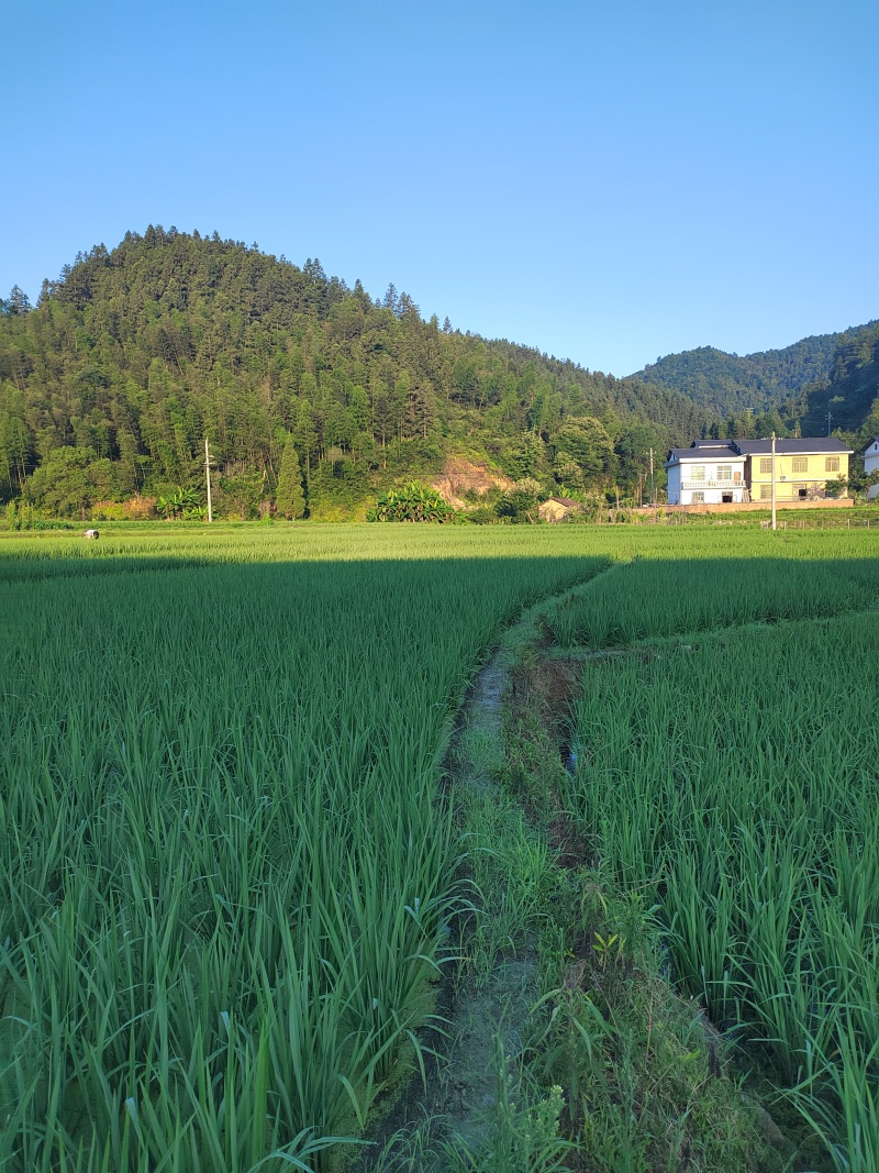 武功山农家紫红米