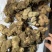 新鲜深山野生老虎姜多花黄精